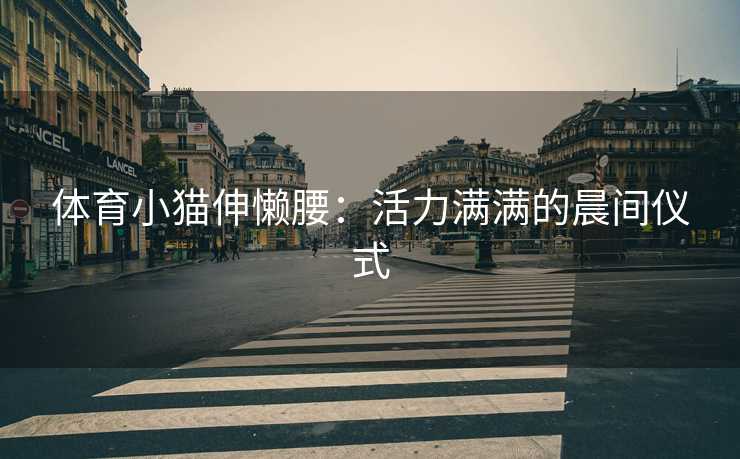 体育小猫伸懒腰：活力满满的晨间仪式